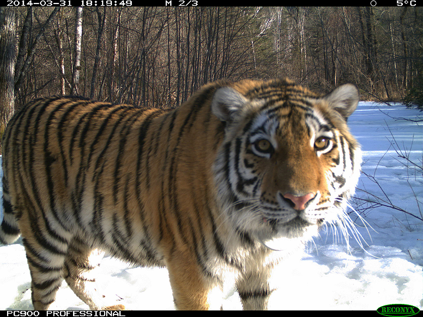 From Orphaned, Frostbitten Cub To Fearless ‘Tiger Princess’