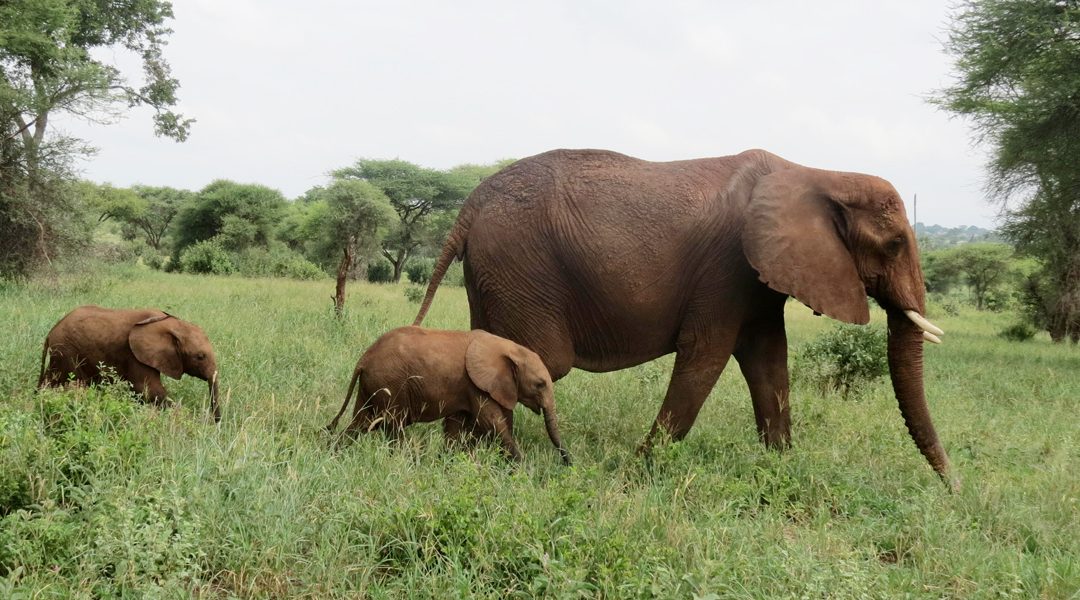 Big, Beautiful, And Rare: Twin Elephants In Tanzania